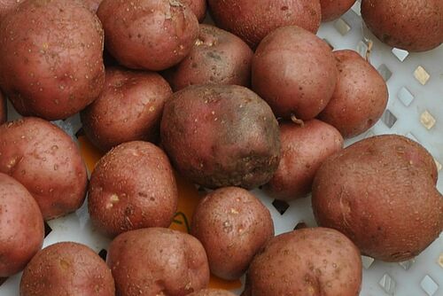 Pommes de terre à peau rouge, dont une avec des zones sombres.