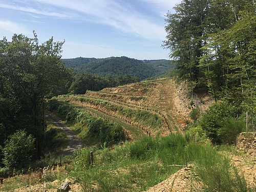 La permaculture appliquée aux vignes selon Alain Malard.