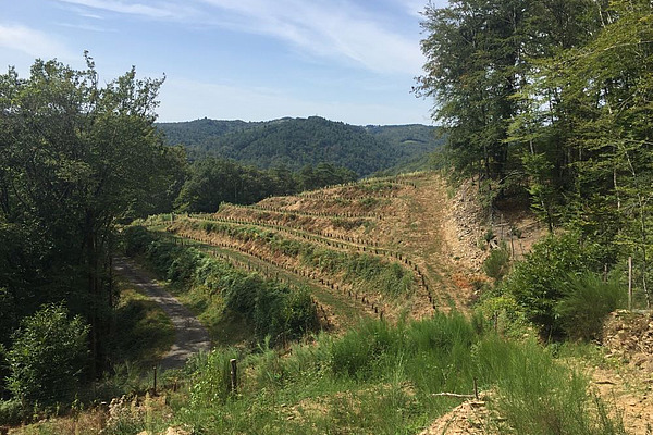 La permaculture appliquée aux vignes selon Alain Malard.