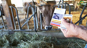 Vache brune dans le cornadis, au premier plan main avec deux cartes, un peu plus grandes que des cartes de jass.