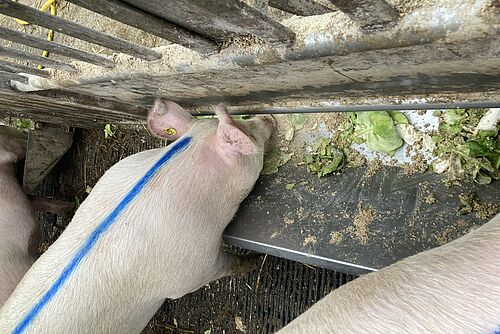 Cochon rose mangeant des déchets de légumes dans une auge.