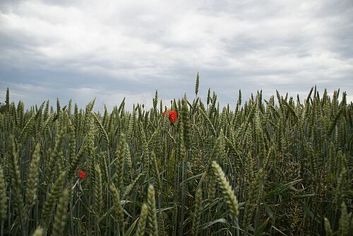 Champ de blé avec des coquelicots.