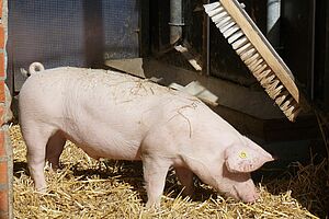 Producteurs de porc bio cherchent une race que l'on peut affourager avec ce  qu'il y a sur l'exploitation