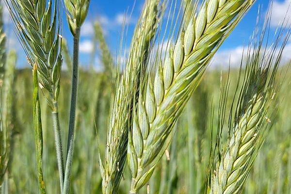 Épis verts grillés de triticale.