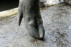 Un pied de cochon avec de longues griffes croisées. 