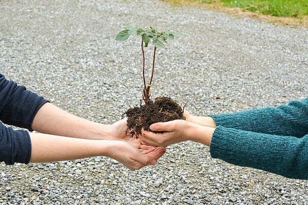 Deux mains remettent une plante entre les mains d'une deuxième personne.