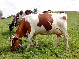 Vaches au pâturage