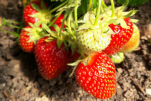 La fraise des bois sauvage : toxique ou comestible - saison et prix