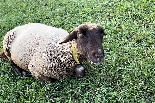 Mouton assis dont la salive s'écoule de la bouche.