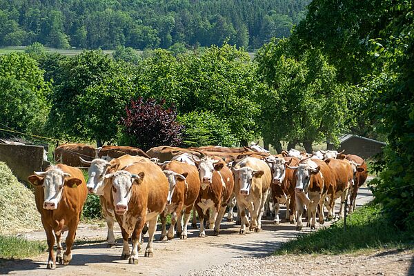 [Translate to Französisch:] Un troupeau de vaches rouges et blanches marche sur un chemin en direction de la caméra. 