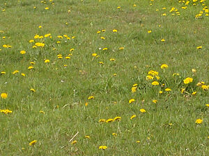 Prairie permanente avec des dents de lion en fleur