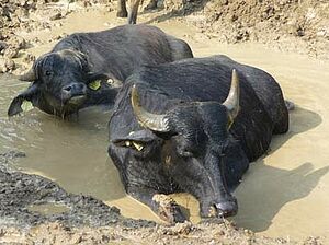 Buffles dans leur bauge.