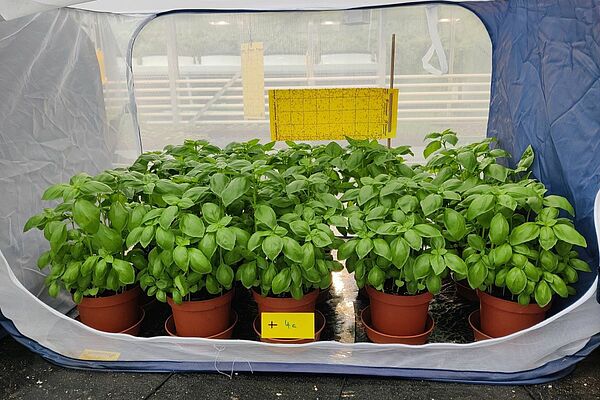 Des pots avec une plante de basilic et un piège jaune adhésif entouré d'une sorte de moustiquaire.