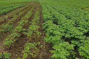 Deux variétés de pommes de terre côte à côte dans un champ, l'une avec des feuilles vertes denses, l'autre avec une population clairsemée et éparse.