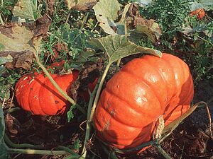 Deux belles courges en plein champ