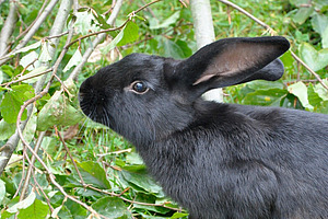 Animaux d’agrément: quelles règles en bio? Un lapin noir dans le pré.