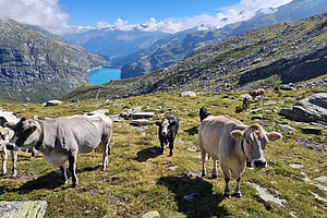 Estivage des animaux bourgeon: règles du jeu Vaches sur un alpage pierreux avec un lac en arrière-plan.