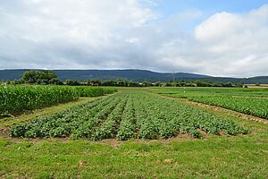 Champ d'essai avec des pommes de terre.