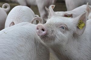 Un cochon lève la tête. Plusieurs postérieurs de cochons sont visibles.