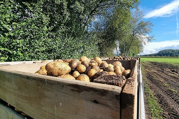 Palette de pommes de terre dans un champ.