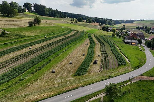 Champ avec différentes cultures comme les pommes de terre et les céréales en bandes étroites.