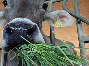 Une vache avec de l'herbe dans sa bouche.