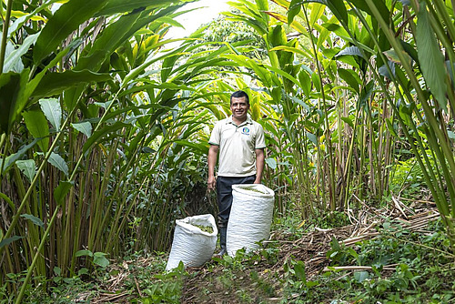 Un homme se tient parmi des plantes vertes avec deux sacs remplis de cardamome.