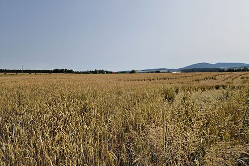 Un champ de blé.