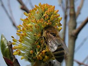 Une abeille butinant un chaton de saule.