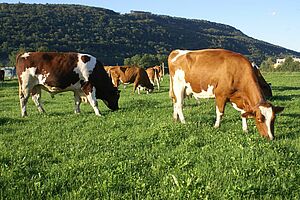 Vaches au pré.