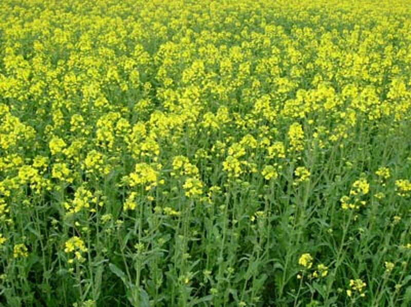 Colza, Tournesol Et Soja Bio: Pas Besoin D'annoncer Les Surfaces à ...