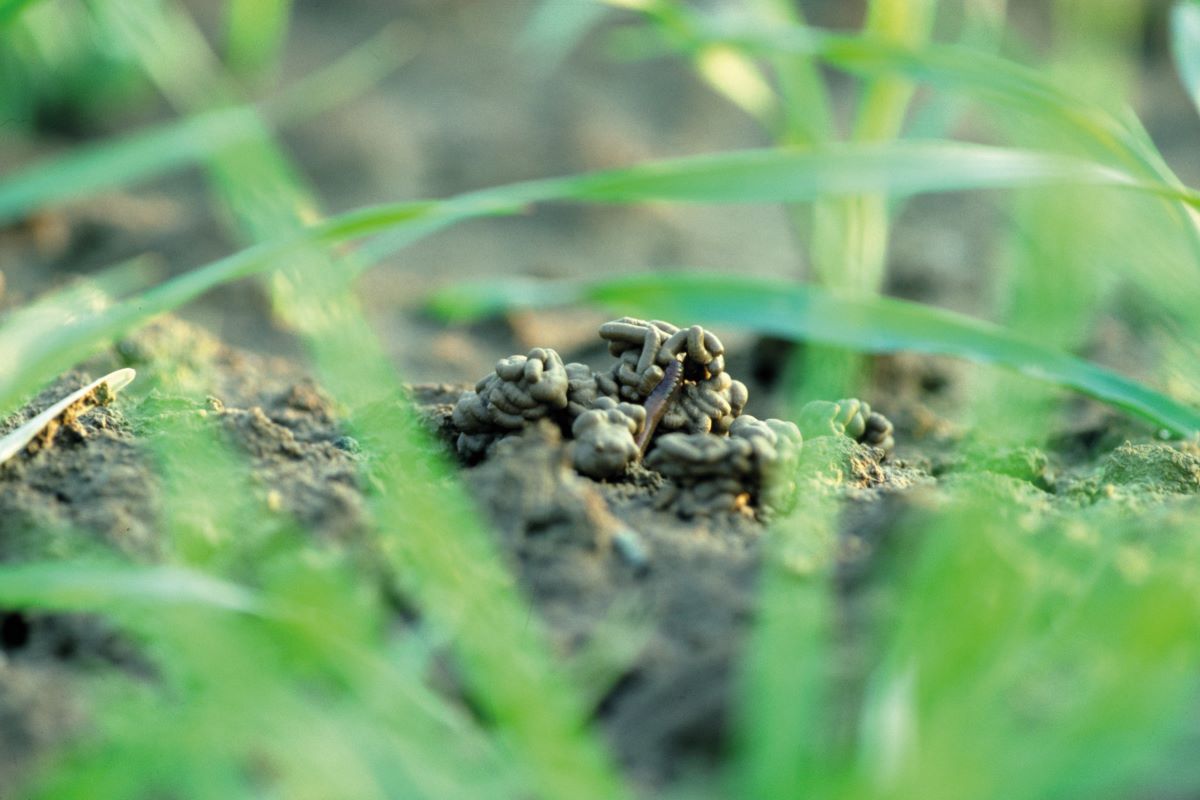 Des excréments de vers de terre entre les brins d'herbe.