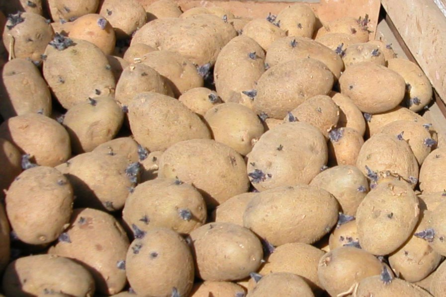 Régulation du ver fil de fer dans les pommes de terre bio