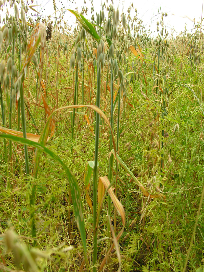 Lentille verte à l'éthiopienne Bio, Légumineuses, graines