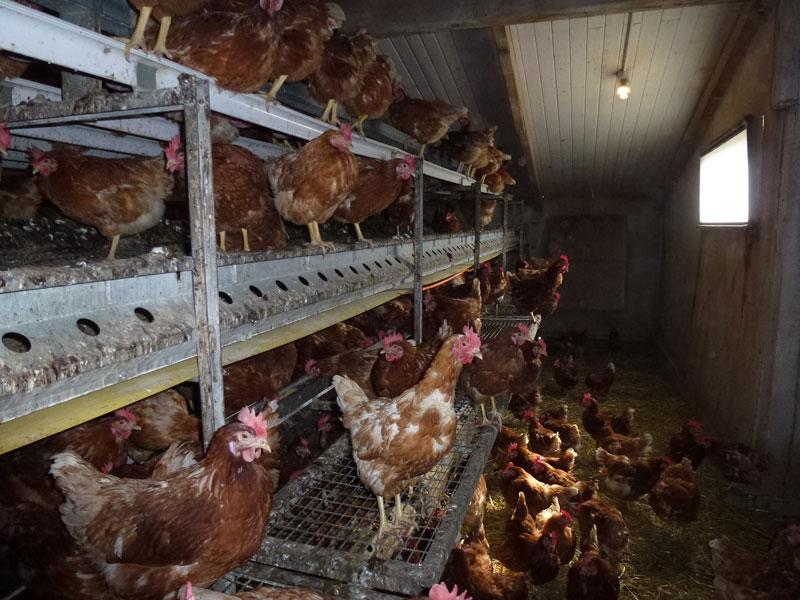 Parasites Des Poules Pondeuses Privil gier La Pr vention Et L 